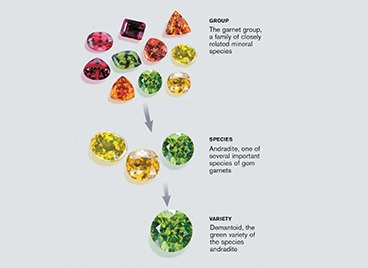 IMG - Glossary Variety 42027 368x268