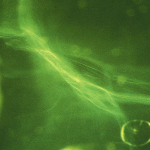 IMG - Peridot Microscope View 1 14801 496x496 IMG - Peridot Microscope View 1 14801 496x496