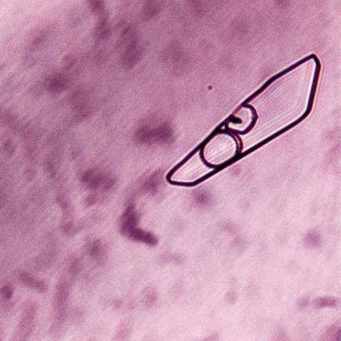 IMG - Amethyst Microscope View 3 96168 496x496