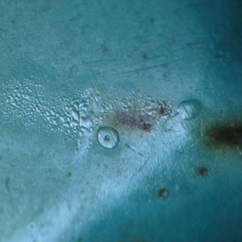 IMG - Turquoise Microscope View 1 26278 496x496